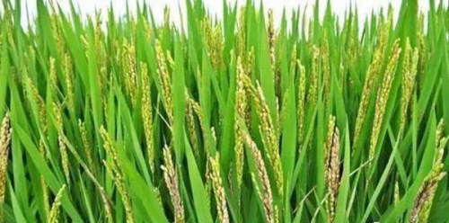 科普水稻稻瘟病