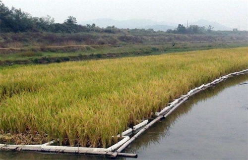 大米高产种植方法总结