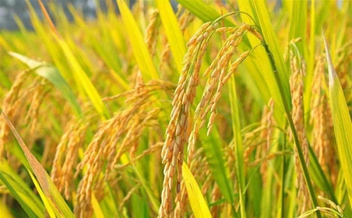 南北方水稻有哪些区别