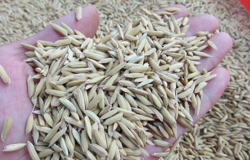 如何保持水稻种子干燥