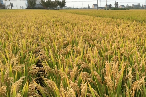 水稻干旱的现象是什么及处理方法