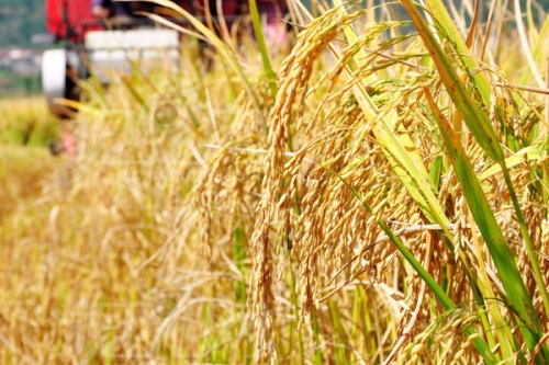 总结再生稻高产种植技术